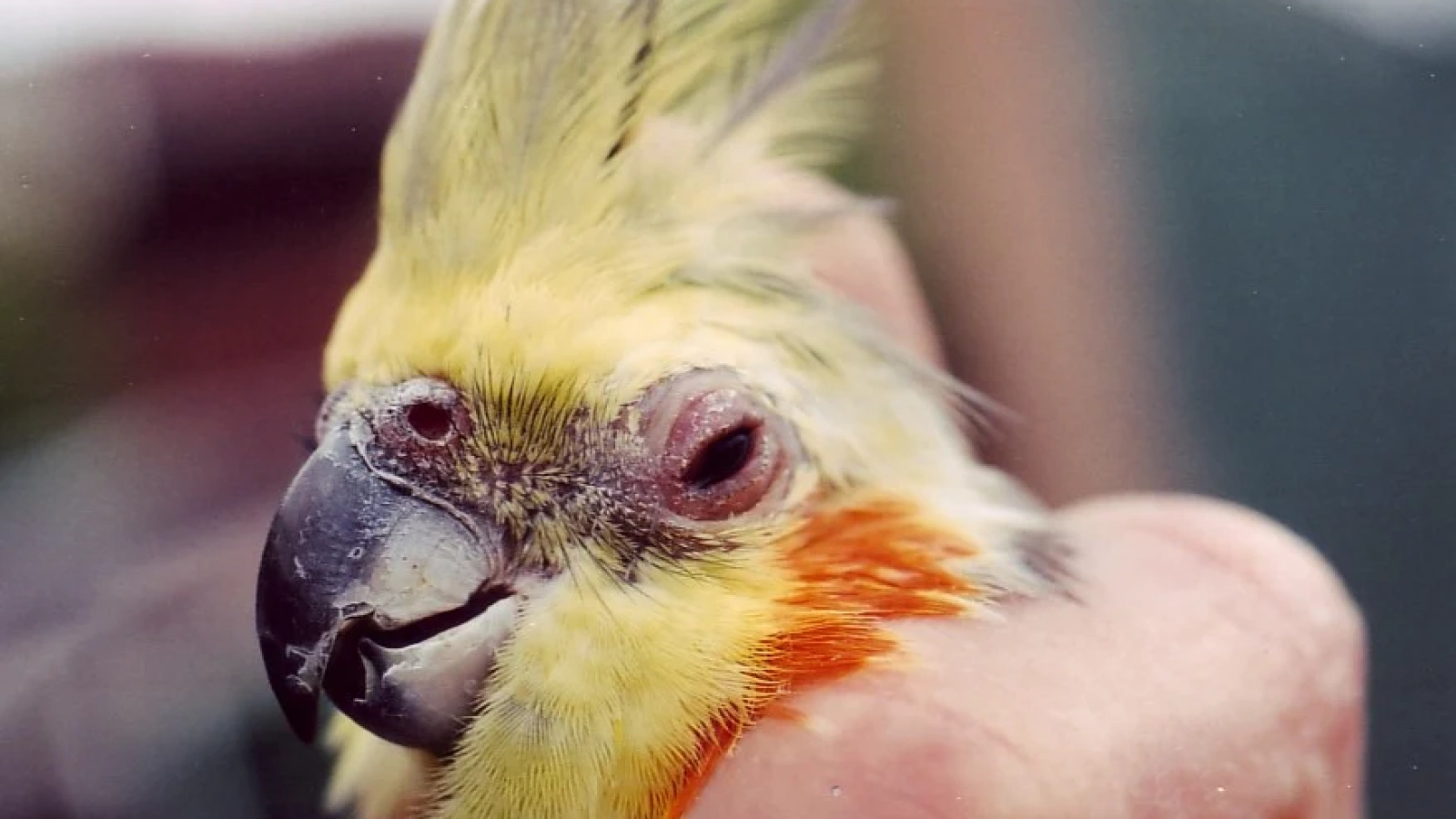Cockatiel-parrot_disease