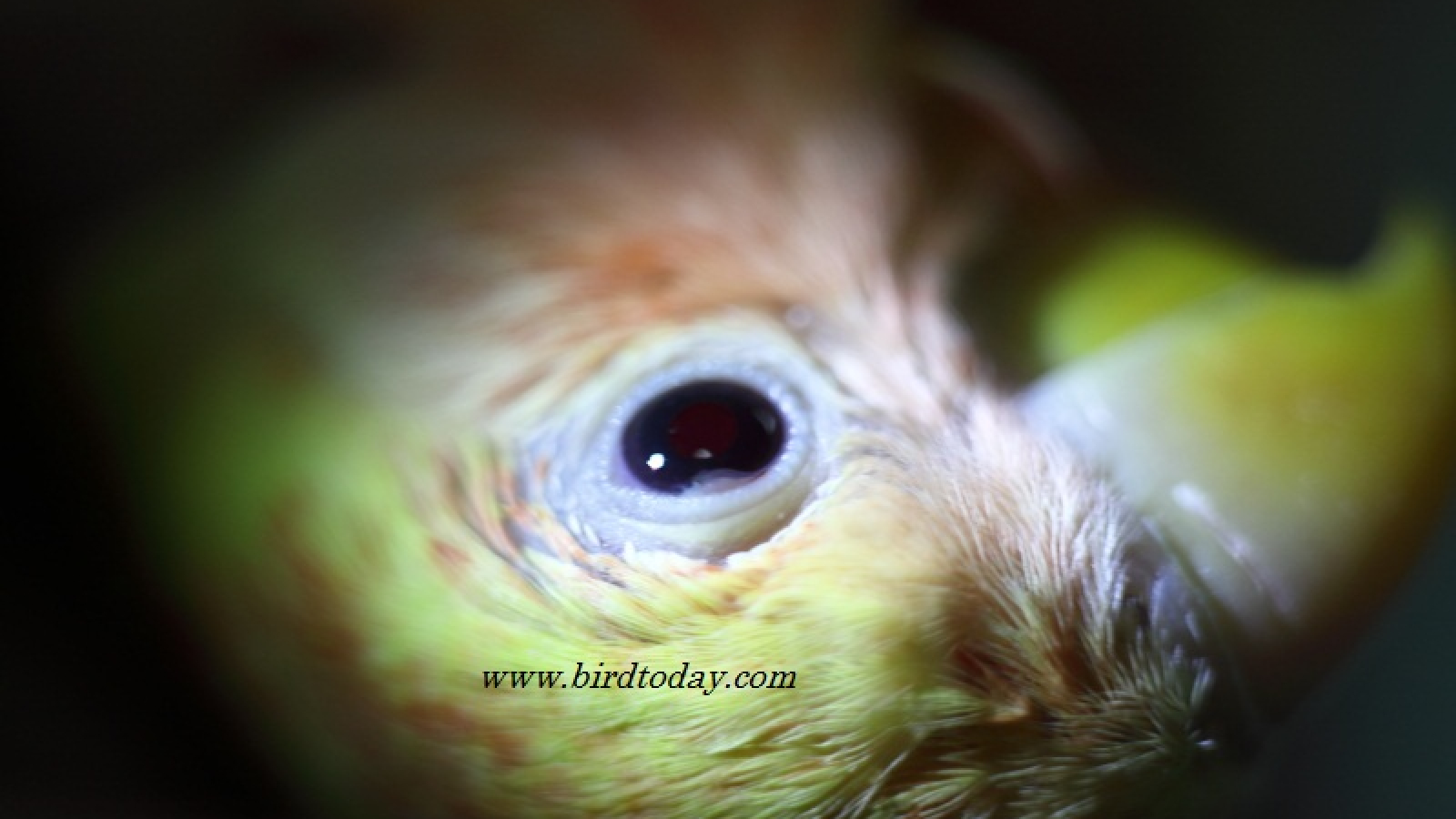 birdeye 13-2-55