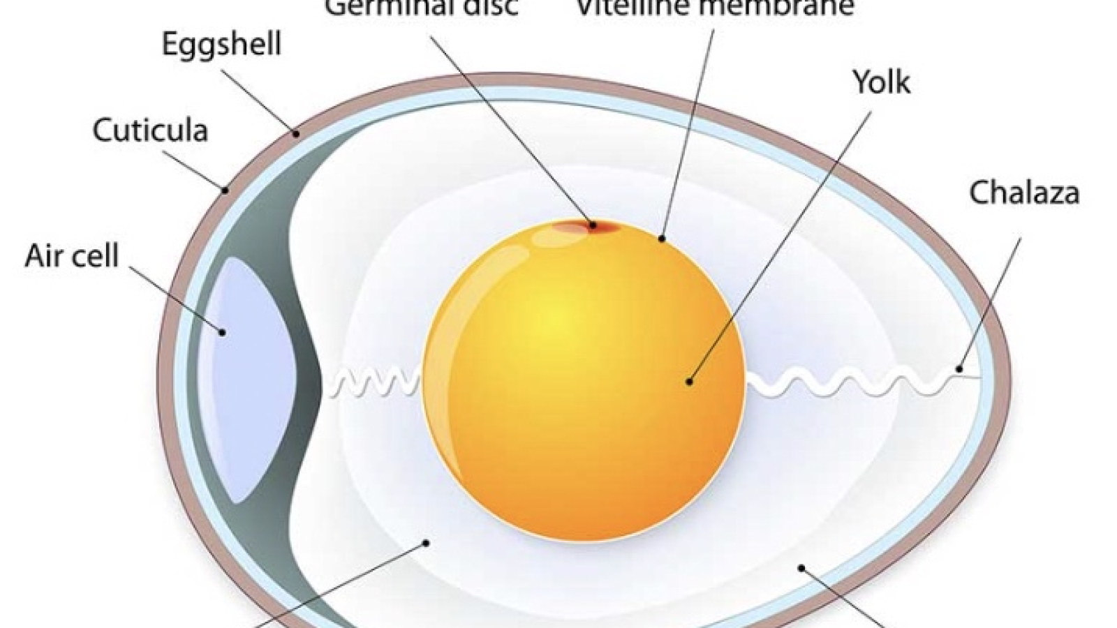 egg