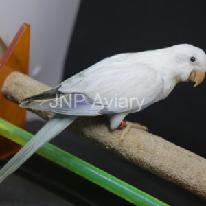 ลูกป้อนม๊องค์ Monk Parakeet บลู ครอสโอเวอร์ เพศเมีย