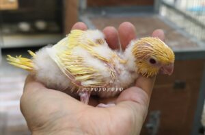 ลูกป้อนไลโอเลต